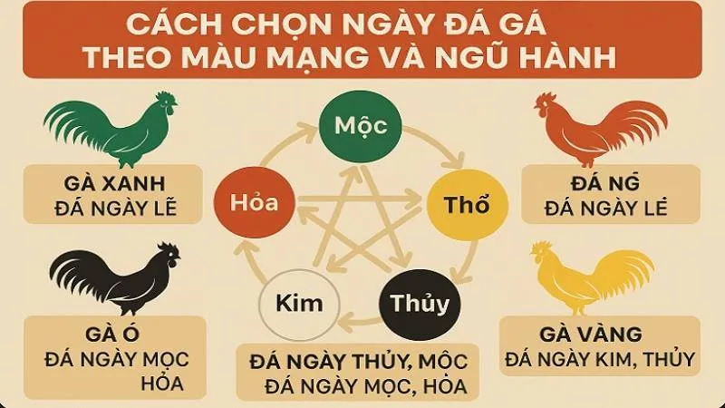 Phân tích ngũ hành trong đá gà truyền thống Việt